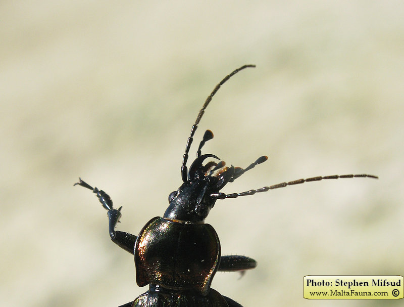 Carabus morbillosus alternans (Great ground beetle). This page is part of www.MaltaWildPlants.com website by Stephen Mifsud, Malta