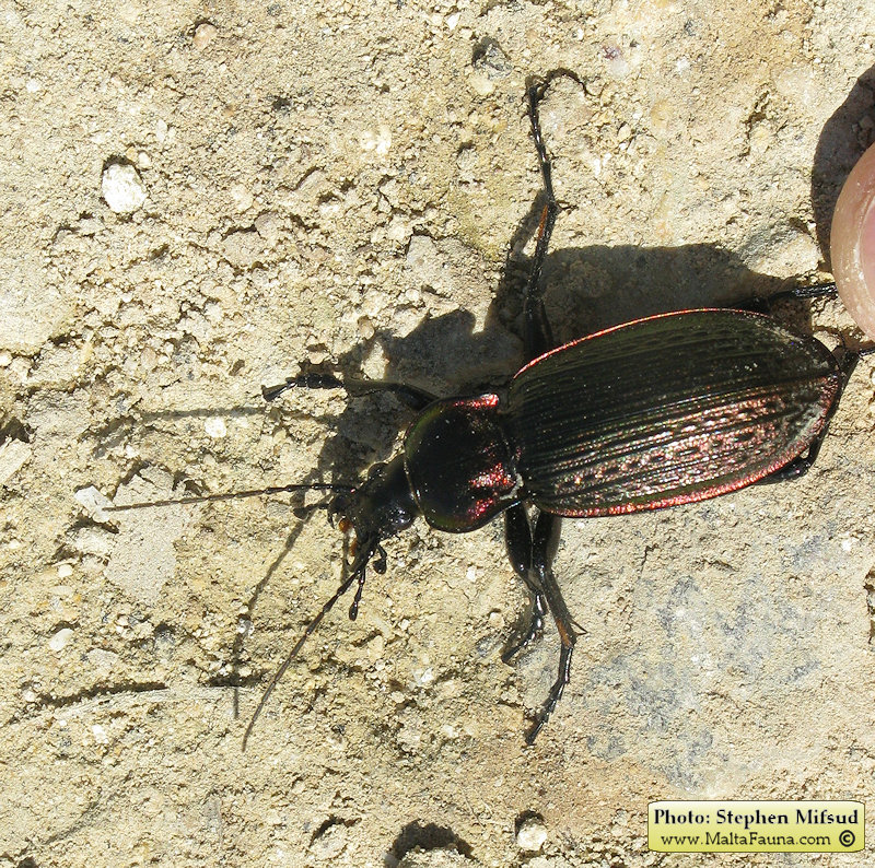 Carabus morbillosus alternans (Great ground beetle). This page is part of www.MaltaWildPlants.com website by Stephen Mifsud, Malta