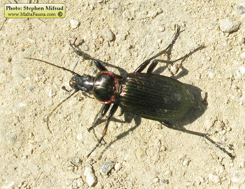 Carabus morbillosus alternans (Great ground beetle). This page is part of www.MaltaWildPlants.com website by Stephen Mifsud, Malta