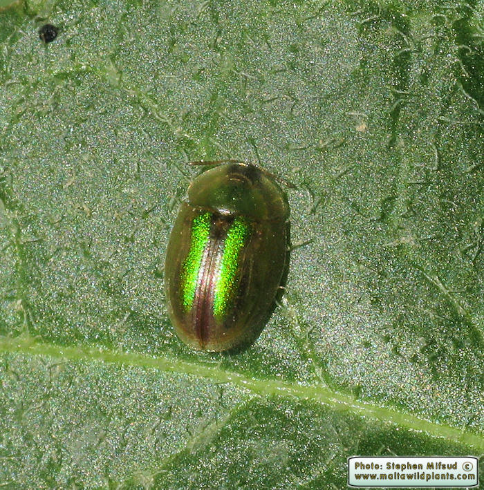 Cassida vittata ( Bordered Tortoise Beetle). This page is part of www.MaltaWildPlants.com website by Stephen Mifsud, Malta