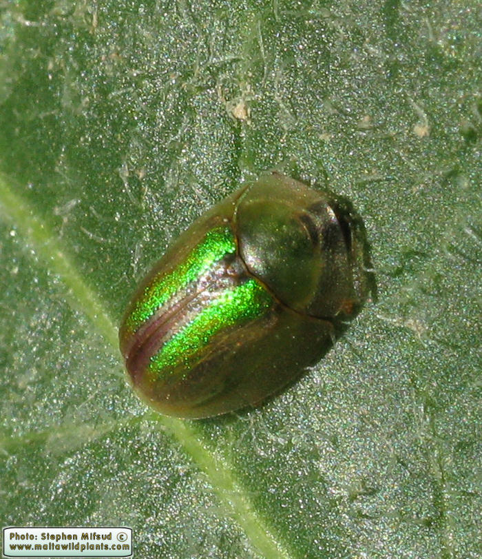 Cassida vittata ( Bordered Tortoise Beetle). This page is part of www.MaltaWildPlants.com website by Stephen Mifsud, Malta