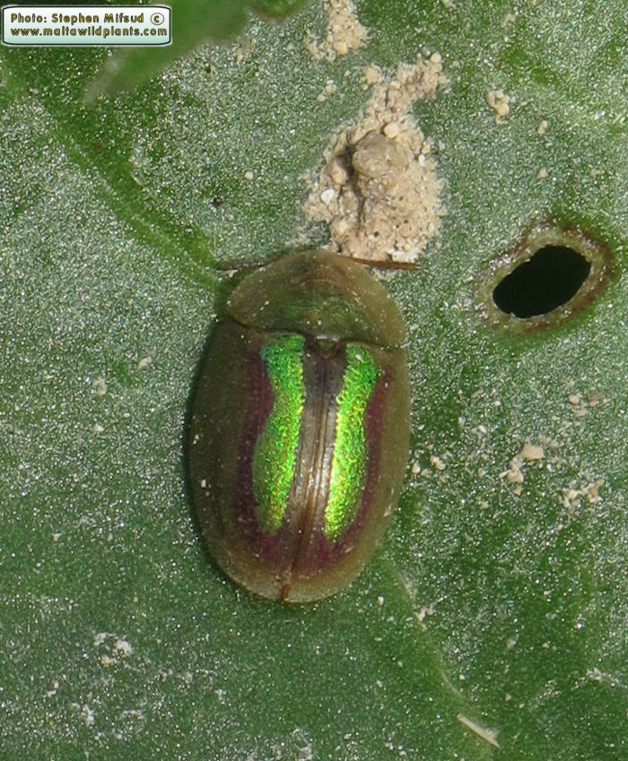 Cassida vittata ( Bordered Tortoise Beetle). This page is part of www.MaltaWildPlants.com website by Stephen Mifsud, Malta