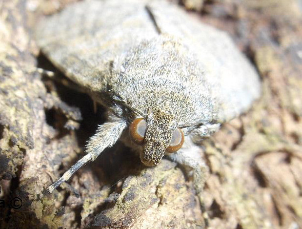 Catocala elocata (French Red Underwing). This page is part of www.MaltaWildPlants.com website by Stephen Mifsud, Malta