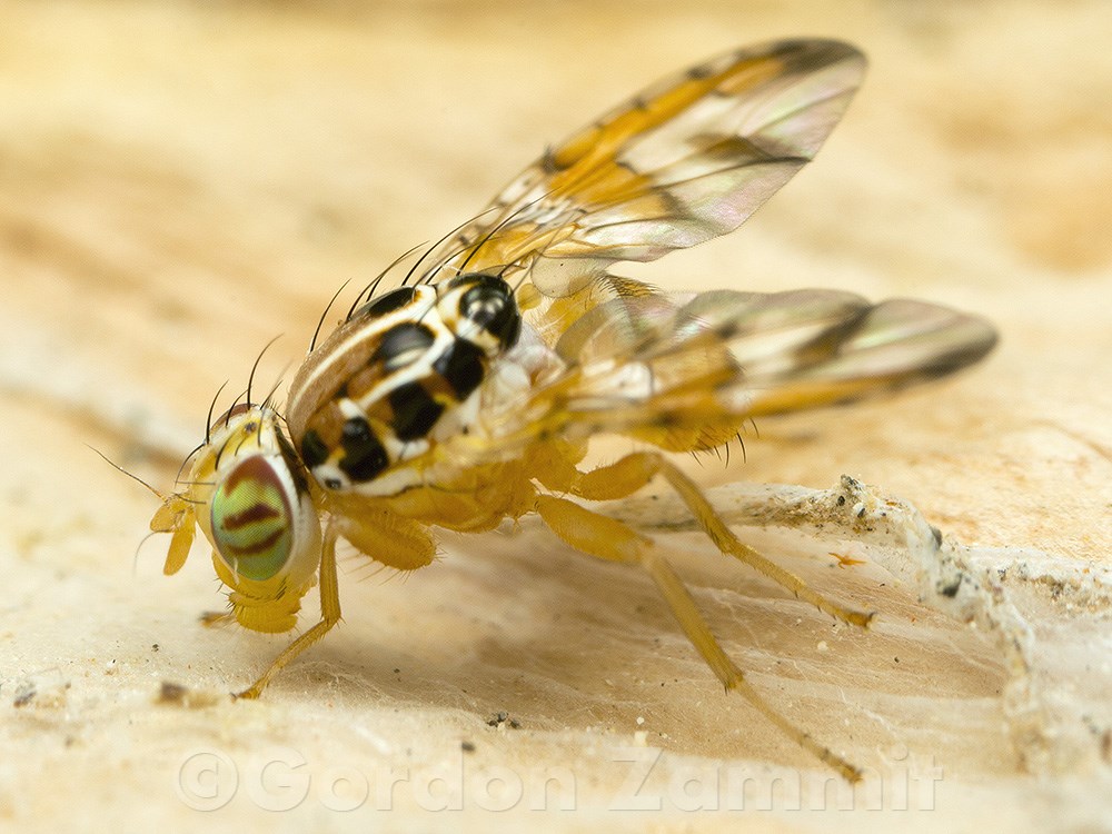 Ceratitis capitata (Mediterranean fruit fly). This page is part of www.MaltaWildPlants.com website by Stephen Mifsud, Malta