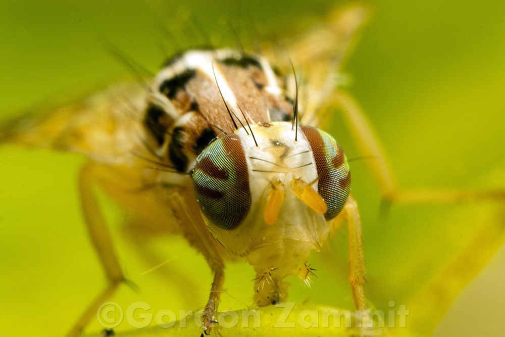 Ceratitis capitata (Mediterranean fruit fly). This page is part of www.MaltaWildPlants.com website by Stephen Mifsud, Malta
