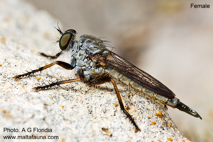 Cerdistus erythruroides (Robber Fly). This page is part of www.MaltaWildPlants.com website by Stephen Mifsud, Malta