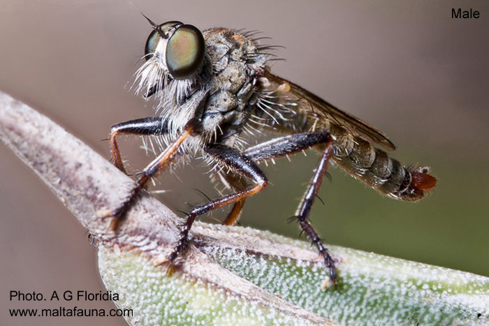 Cerdistus erythruroides (Robber Fly). This page is part of www.MaltaWildPlants.com website by Stephen Mifsud, Malta