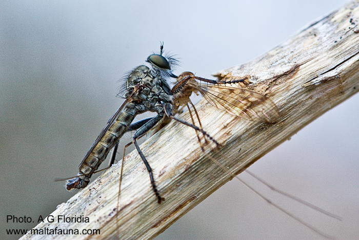 Cerdistus erythruroides (Robber Fly). This page is part of www.MaltaWildPlants.com website by Stephen Mifsud, Malta