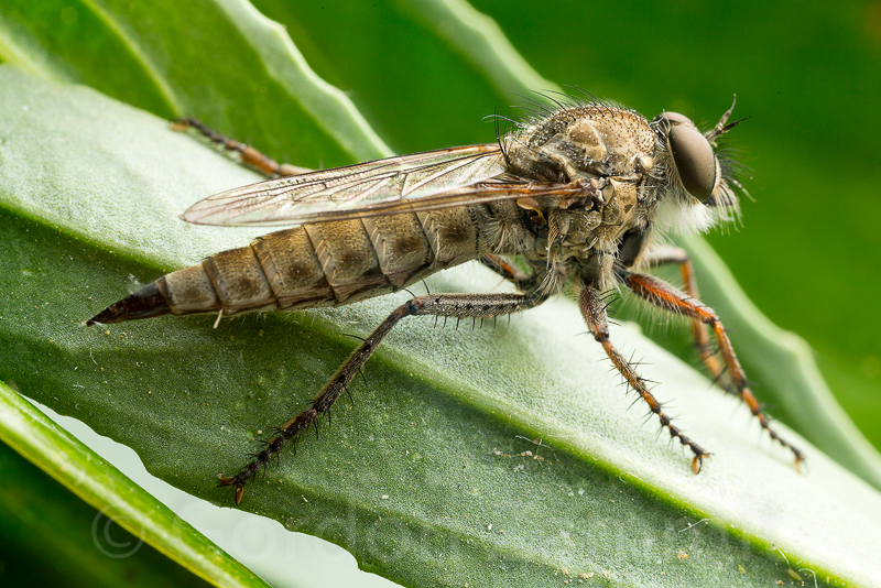 Cerdistus erythruroides (Robber Fly). This page is part of www.MaltaWildPlants.com website by Stephen Mifsud, Malta