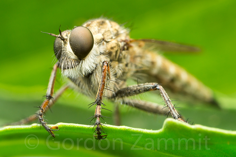 Cerdistus erythruroides (Robber Fly). This page is part of www.MaltaWildPlants.com website by Stephen Mifsud, Malta