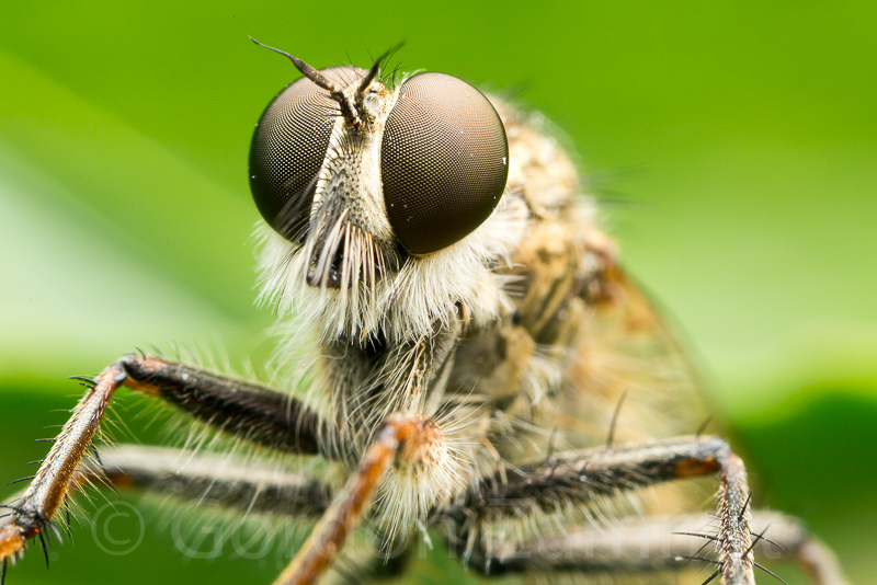 Cerdistus erythruroides (Robber Fly). This page is part of www.MaltaWildPlants.com website by Stephen Mifsud, Malta