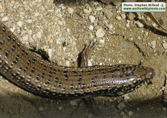 Chalcides ocellatus (Ocellated Skink). This page is part of www.MaltaWildPlants.com website by Stephen Mifsud, Malta