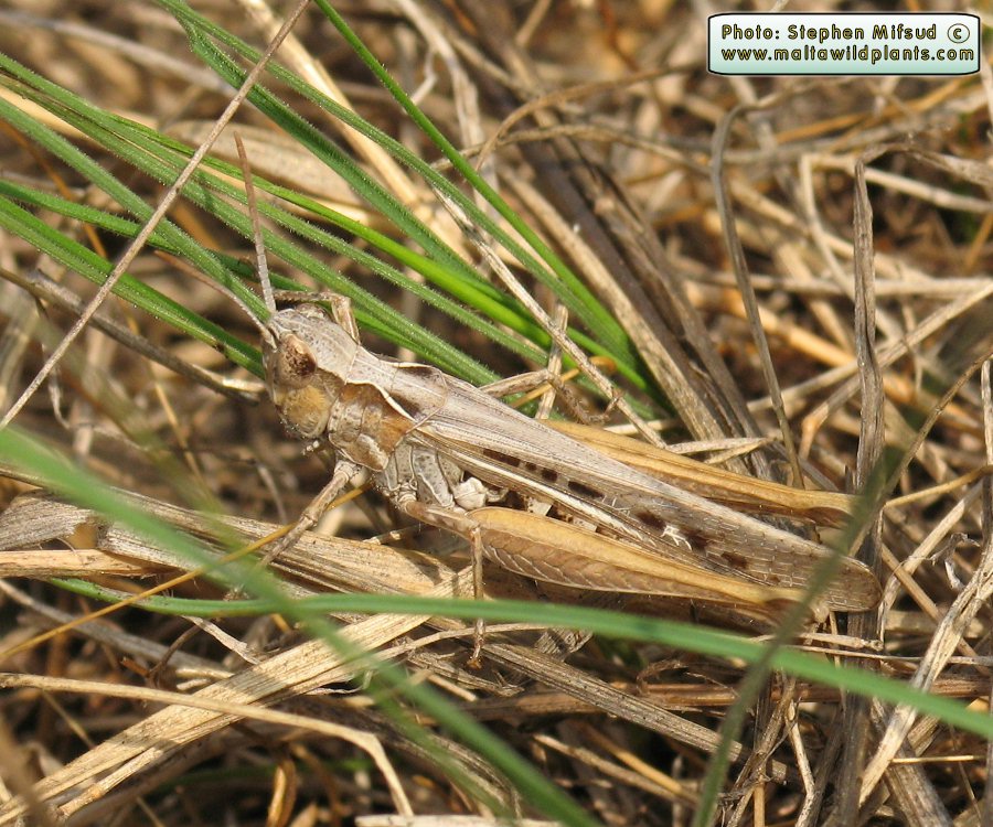 Chorthippus brunneus (Common Field Grasshopper). This page is part of www.MaltaWildPlants.com website by Stephen Mifsud, Malta