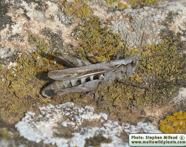 Chorthippus mollis (Field Grasshopper). This page is part of www.MaltaWildPlants.com website by Stephen Mifsud, Malta