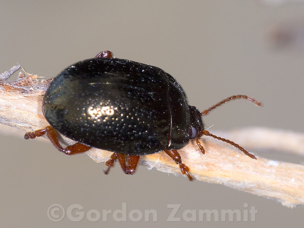 Chrysolina bankii (English name not known). This page is part of www.MaltaWildPlants.com website by Stephen Mifsud, Malta