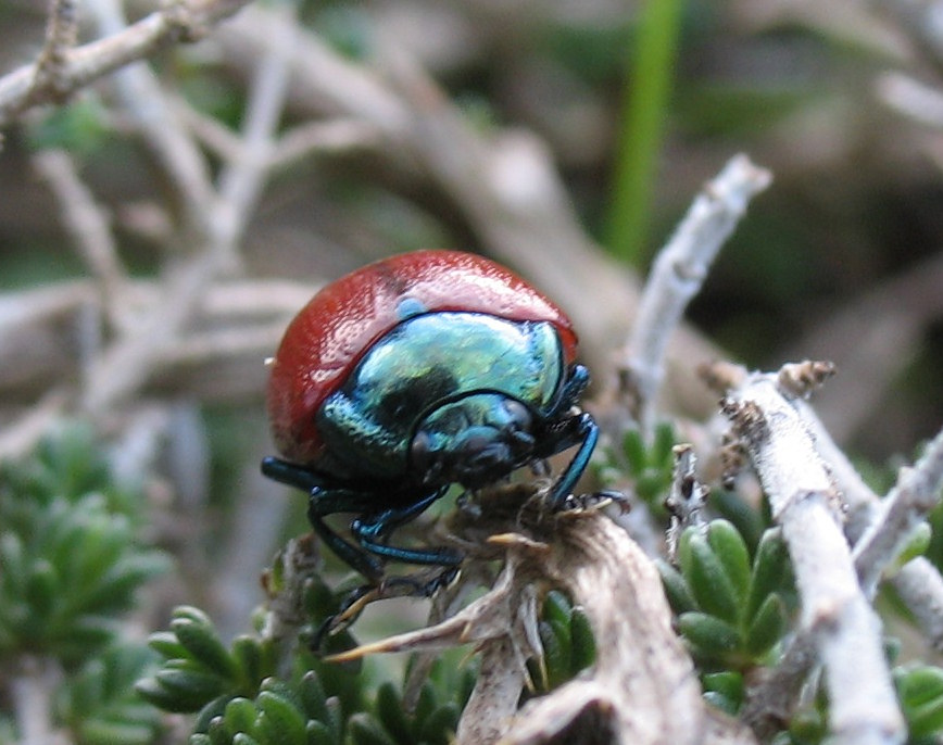 Chrysolina grossa (Red Leaf Beetle). This page is part of www.MaltaWildPlants.com website by Stephen Mifsud, Malta