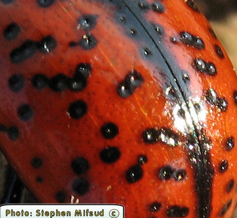Chrysolina variolosa (Leaf beetle). This page is part of www.MaltaWildPlants.com website by Stephen Mifsud, Malta