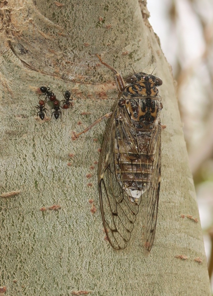 Cicada orni (Cicada). This page is part of www.MaltaWildPlants.com website by Stephen Mifsud, Malta