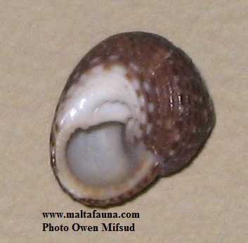 Clanculus cruciatus (). This page is part of www.MaltaWildPlants.com website by Stephen Mifsud, Malta