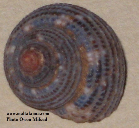 Clanculus cruciatus (). This page is part of www.MaltaWildPlants.com website by Stephen Mifsud, Malta