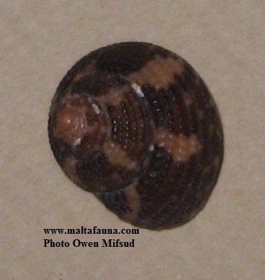 Clanculus cruciatus (). This page is part of www.MaltaWildPlants.com website by Stephen Mifsud, Malta