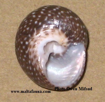 Clanculus jussieui (). This page is part of www.MaltaWildPlants.com website by Stephen Mifsud, Malta