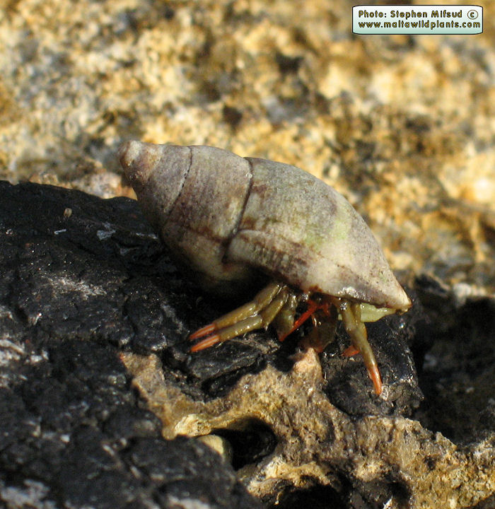 Clibanarius erythropus (Hermit Crab). This page is part of www.MaltaWildPlants.com website by Stephen Mifsud, Malta