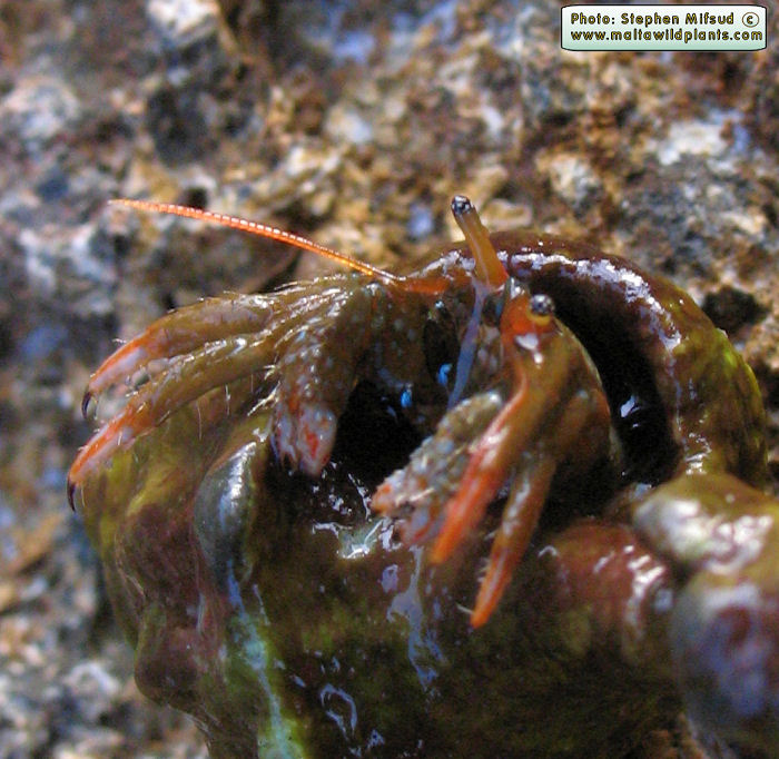 Clibanarius erythropus (Hermit Crab). This page is part of www.MaltaWildPlants.com website by Stephen Mifsud, Malta