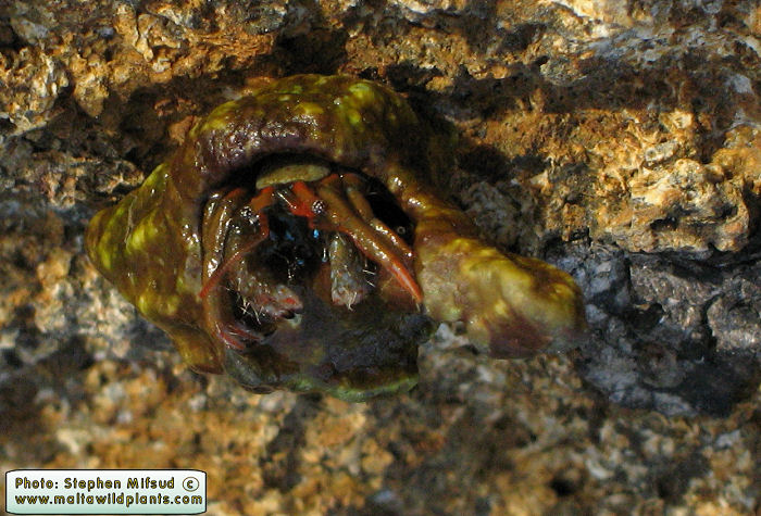 Clibanarius erythropus (Hermit Crab). This page is part of www.MaltaWildPlants.com website by Stephen Mifsud, Malta