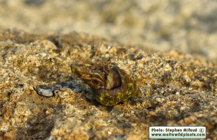 Clibanarius erythropus (Hermit Crab). This page is part of www.MaltaWildPlants.com website by Stephen Mifsud, Malta