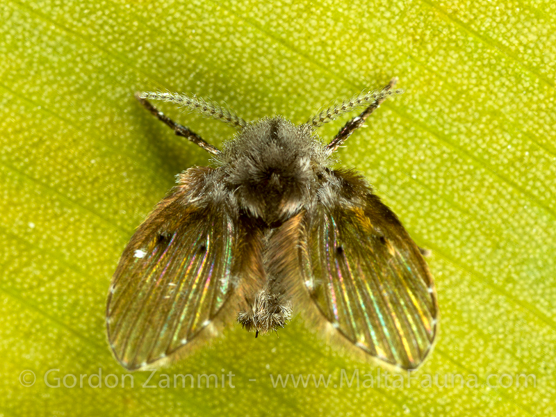 Clogmia albipunctata (Moth Fly). This page is part of www.MaltaWildPlants.com website by Stephen Mifsud, Malta