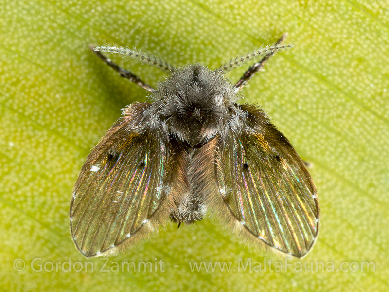 Clogmia albipunctata (Moth Fly). This page is part of www.MaltaWildPlants.com website by Stephen Mifsud, Malta