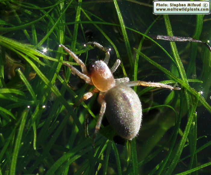 Clubiona leucaspis (Leaf-curling Sac Spider). This page is part of www.MaltaWildPlants.com website by Stephen Mifsud, Malta