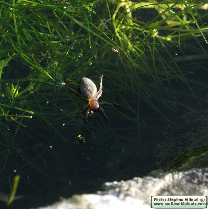 Clubiona leucaspis (Leaf-curling Sac Spider). This page is part of www.MaltaWildPlants.com website by Stephen Mifsud, Malta