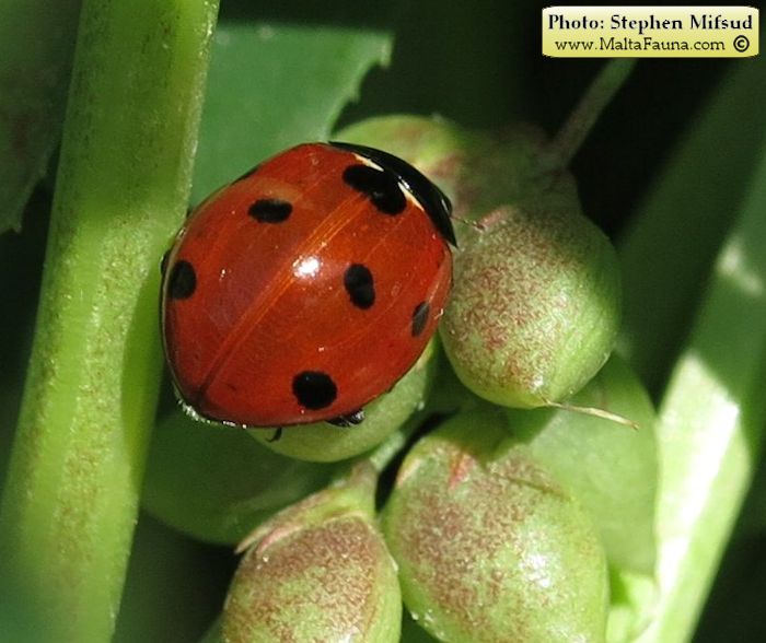 Coccinella septempunctata (Seven-spot Ladybird). This page is part of www.MaltaWildPlants.com website by Stephen Mifsud, Malta