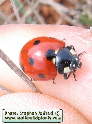 Coccinella septempunctata (Seven-spot Ladybird). This page is part of www.MaltaWildPlants.com website by Stephen Mifsud, Malta