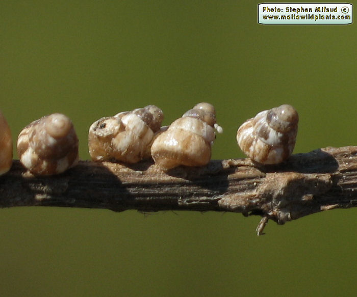 Cochlicella acuta (Pointed snail). This page is part of www.MaltaWildPlants.com website by Stephen Mifsud, Malta