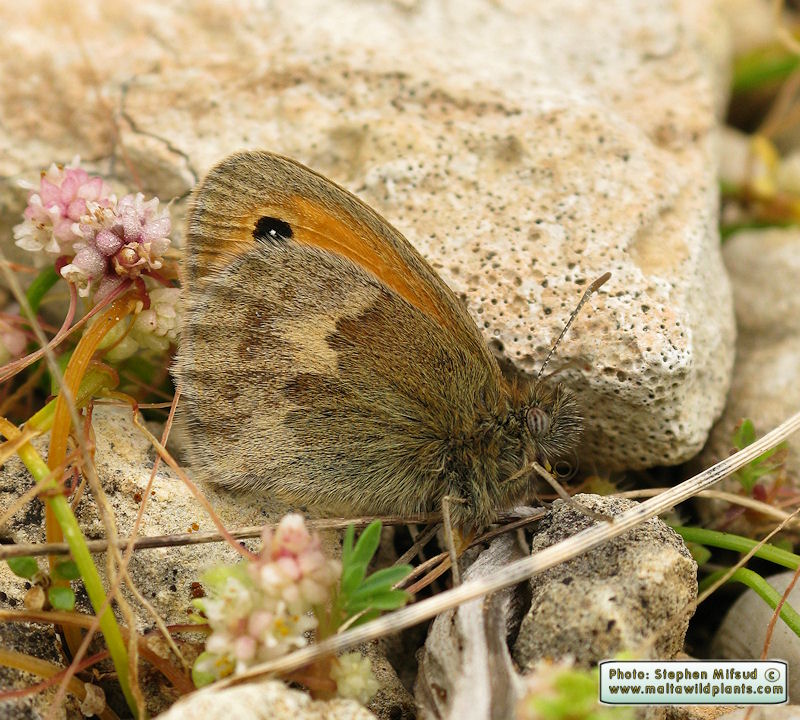 Coenonympha pamphilus (Small Heath). This page is part of www.MaltaWildPlants.com website by Stephen Mifsud, Malta