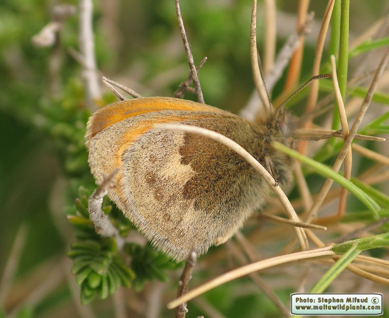 Coenonympha pamphilus (Small Heath). This page is part of www.MaltaWildPlants.com website by Stephen Mifsud, Malta