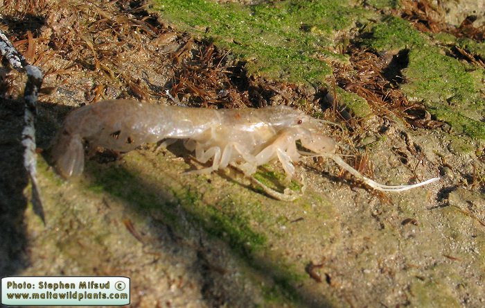 Crangon crangon (Common Shrimp). This page is part of www.MaltaWildPlants.com website by Stephen Mifsud, Malta