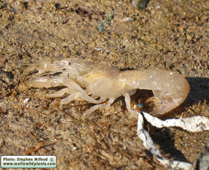 Crangon crangon (Common Shrimp). This page is part of www.MaltaWildPlants.com website by Stephen Mifsud, Malta