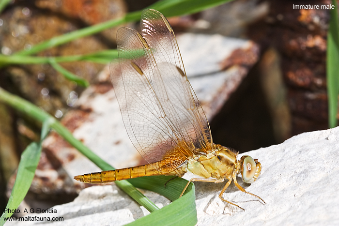 Crocothemis erythraea (Scarlet darter). This page is part of www.MaltaWildPlants.com website by Stephen Mifsud, Malta