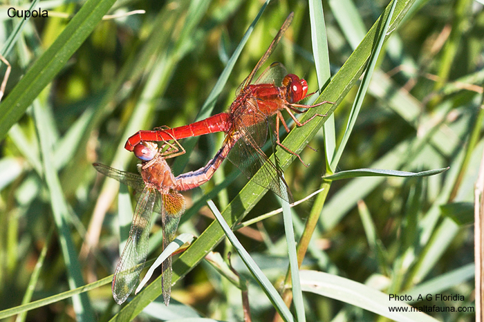 Crocothemis erythraea (Scarlet darter). This page is part of www.MaltaWildPlants.com website by Stephen Mifsud, Malta