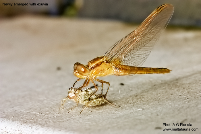 Crocothemis erythraea (Scarlet darter). This page is part of www.MaltaWildPlants.com website by Stephen Mifsud, Malta