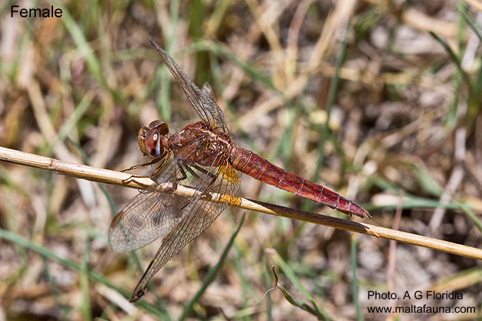 Crocothemis erythraea (Scarlet darter). This page is part of www.MaltaWildPlants.com website by Stephen Mifsud, Malta