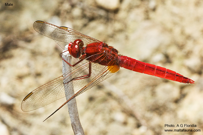 Crocothemis erythraea (Scarlet darter). This page is part of www.MaltaWildPlants.com website by Stephen Mifsud, Malta