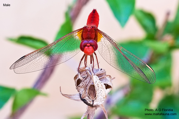 Crocothemis erythraea (Scarlet darter). This page is part of www.MaltaWildPlants.com website by Stephen Mifsud, Malta