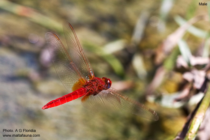 Crocothemis erythraea (Scarlet darter). This page is part of www.MaltaWildPlants.com website by Stephen Mifsud, Malta