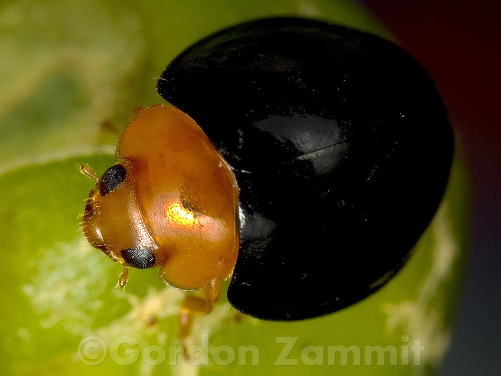 Cryptolaemus montrouzieri (Mealybug Ladybird). This page is part of www.MaltaWildPlants.com website by Stephen Mifsud, Malta