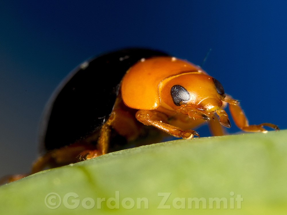 Cryptolaemus montrouzieri (Mealybug Ladybird). This page is part of www.MaltaWildPlants.com website by Stephen Mifsud, Malta